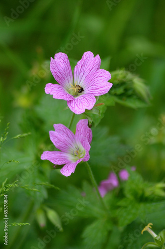 Pink flowers of wild geranium