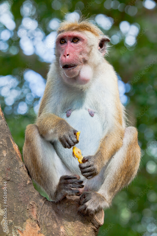 Naklejka premium Monkey eating pineapple