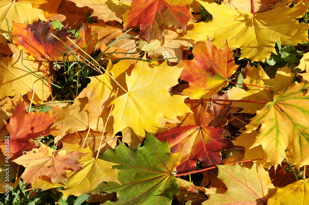 Fototapeta premium Autumn leaves of deciduous trees