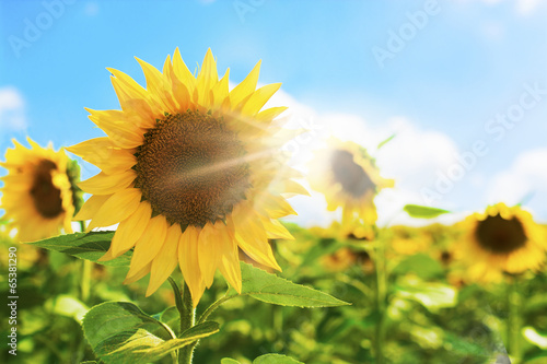 Fototapeta Naklejka Na Ścianę i Meble -  Beautiful Sunflower