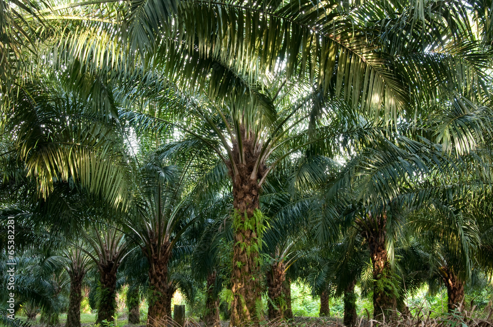 Obraz premium Palmölplantage