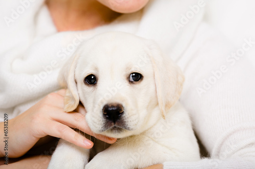 Portrait of white Labrador puppy on the hands of woman