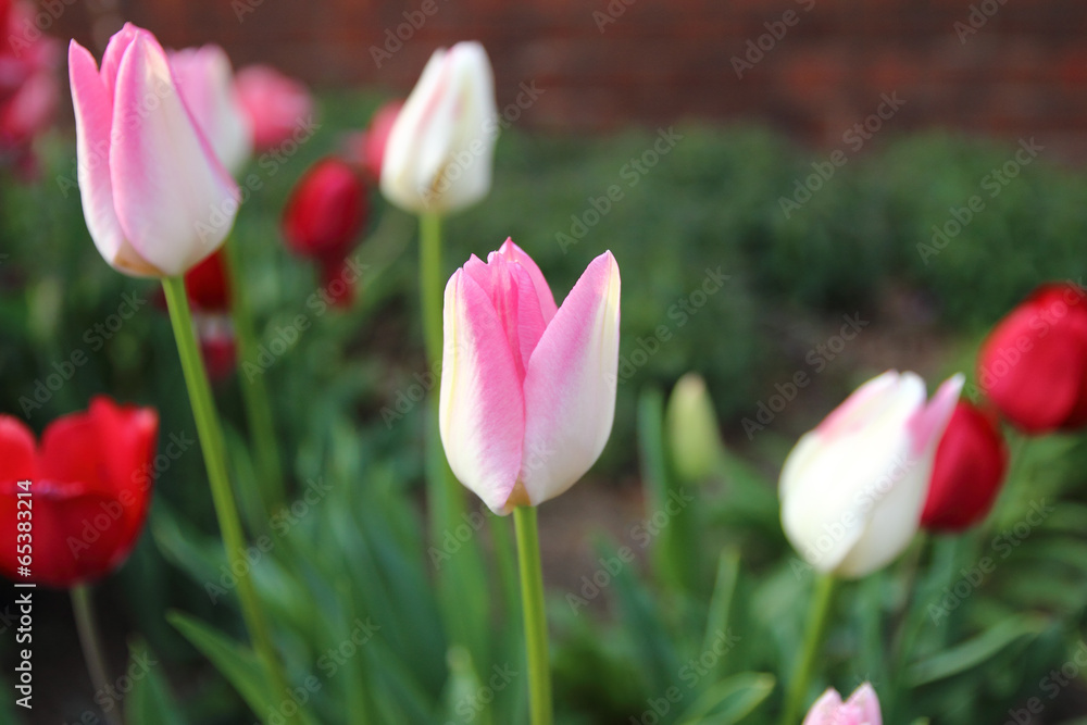 pink and white with red tulips