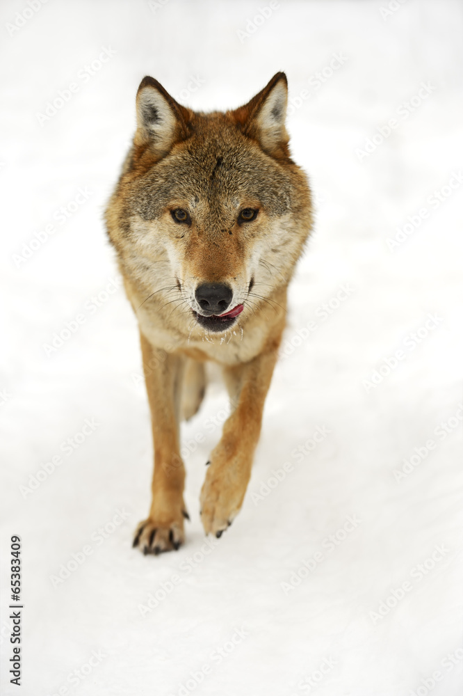 Obraz premium Gray Wolf