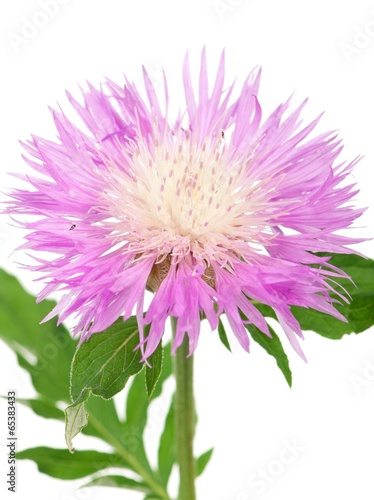 Wild cornflower