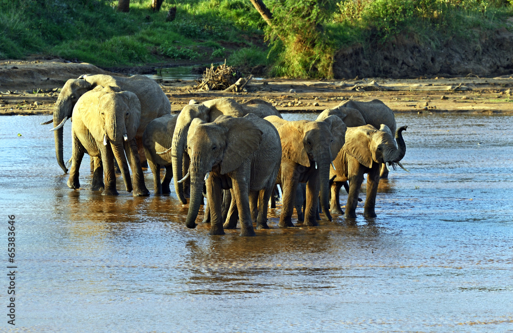 Obraz premium African elephants