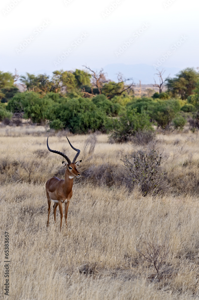 Naklejka premium Impala gazelle