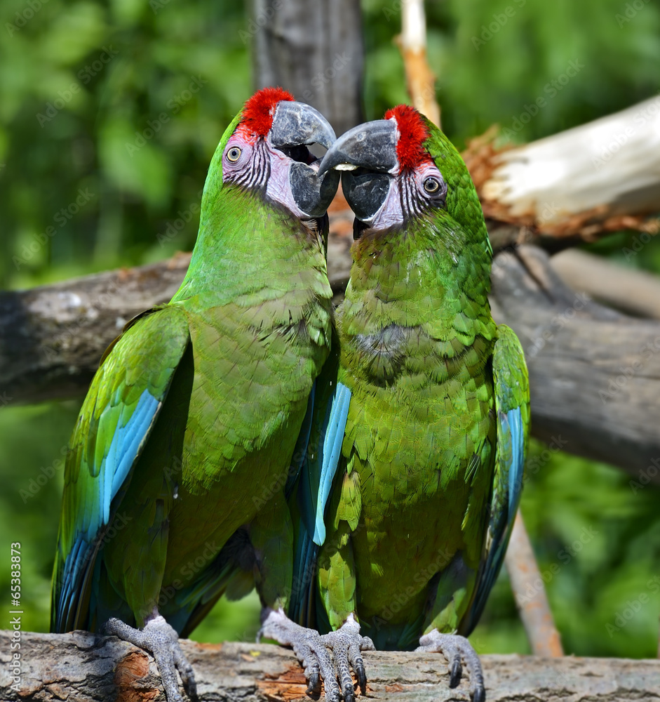 Naklejka premium Beautiful Pet Parrot