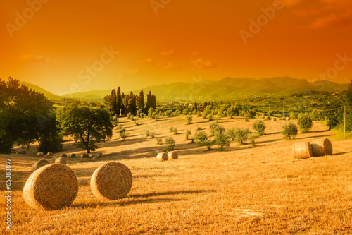 Tuscany landscape, summer