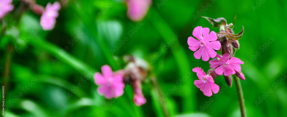 Obraz premium Fleurs des champs mauves en gros plan