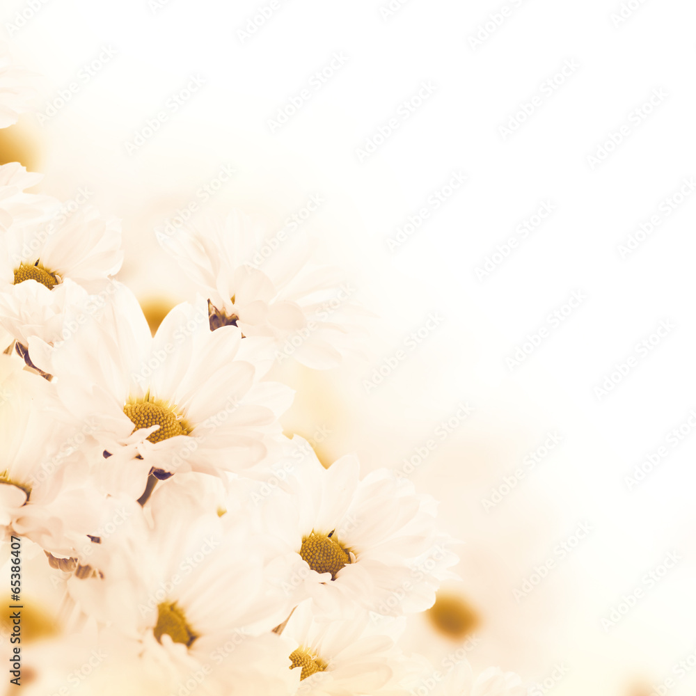 Spring bouquet of daisies, floral background - obrazy, fototapety, plakaty 