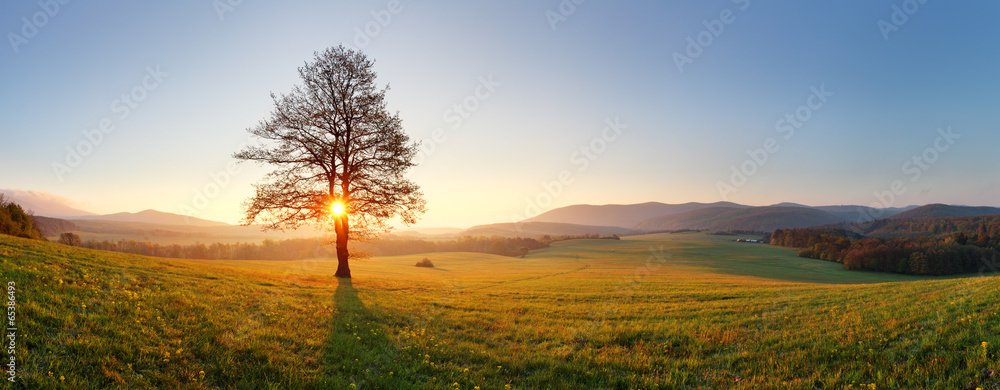 Fototapeta premium Alone tree on meadow at sunset with sun and mist - panorama