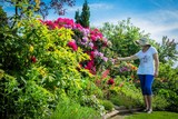 großer Rhododendron im Garten