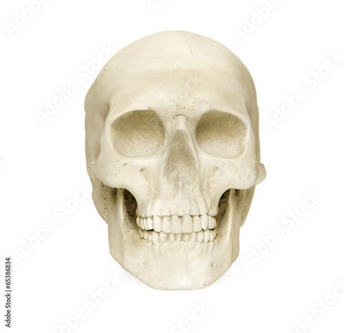 Skull isolated against white