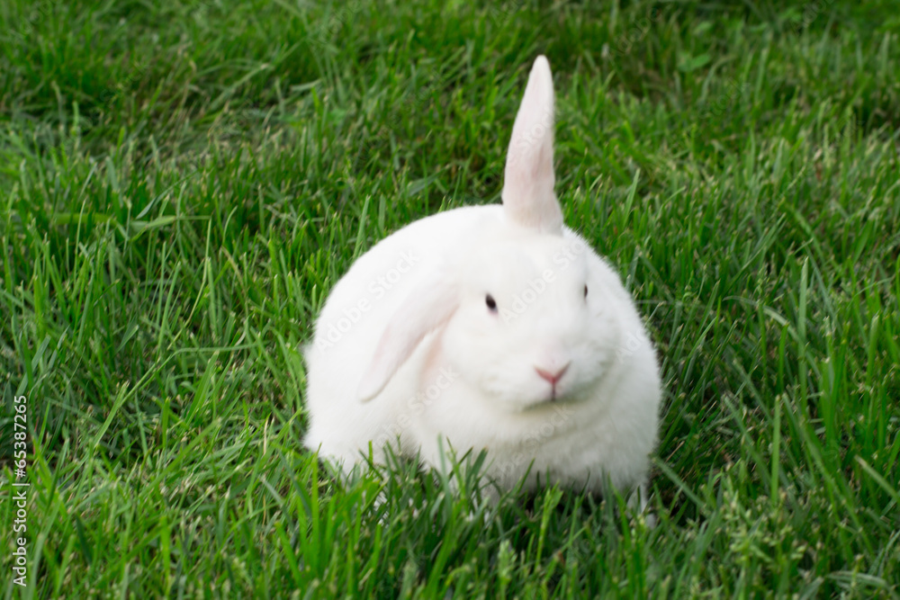 Naklejka premium white rabbit sitting on grass