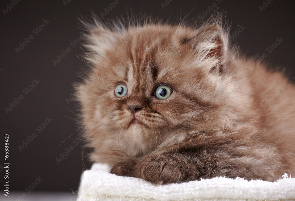 british long hair kitten