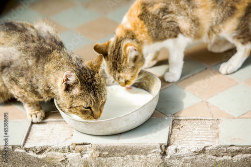 Fototapeta Naklejka Na Ścianę i Meble -  Cute cats drinking milk