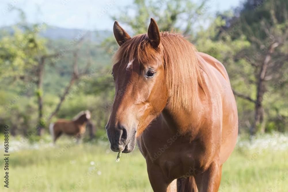 horse grazing in a pasture