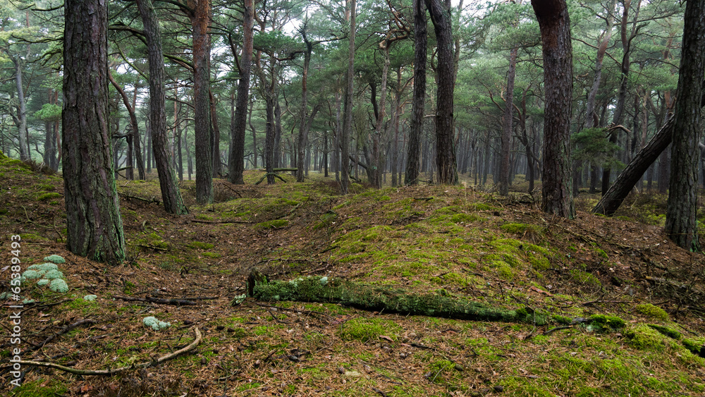 Fototapeta premium Nebel in einem Kiefernwald auf Insel Rügen