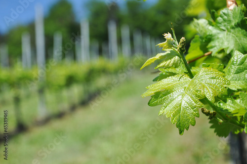 Weinberg in der Steiermark, Österreich photo