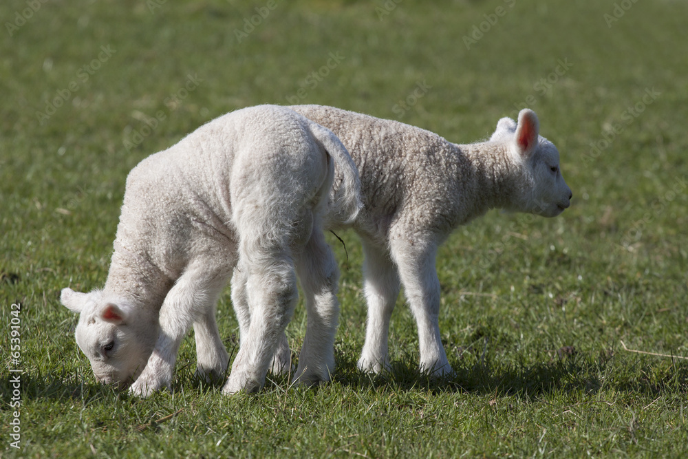 Obraz premium Young lambs enjoy in the sun.
