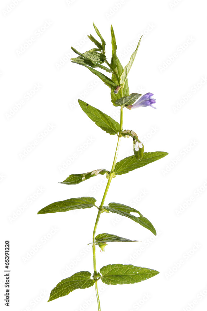 Common skullcap (Scutellaria galericulata) isolated on white Common skullcap (Scutellaria galericulata) isolated on white