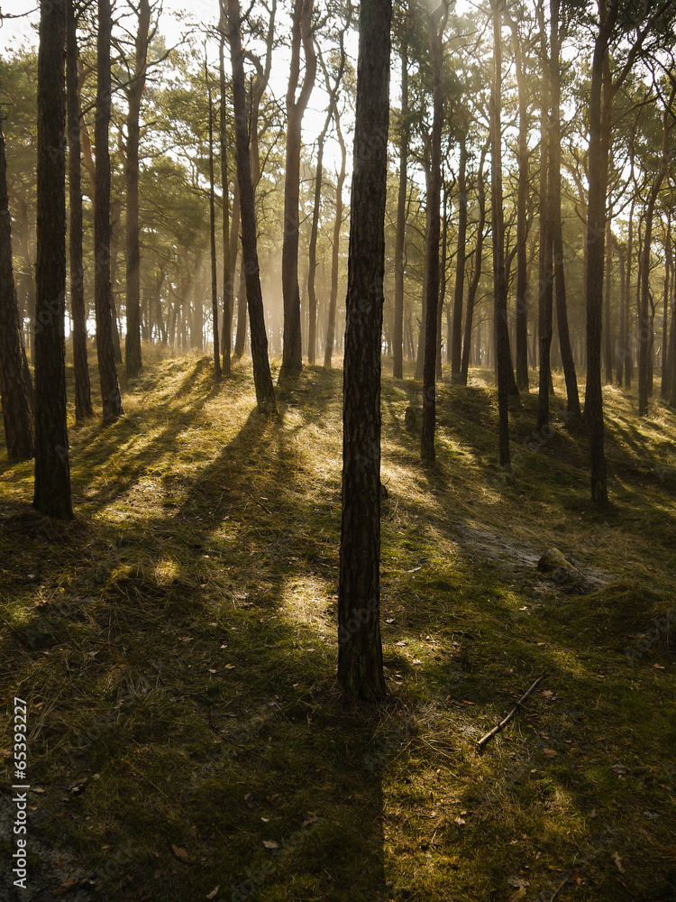 Licht in einem Kiefernwald auf Insel Rügen