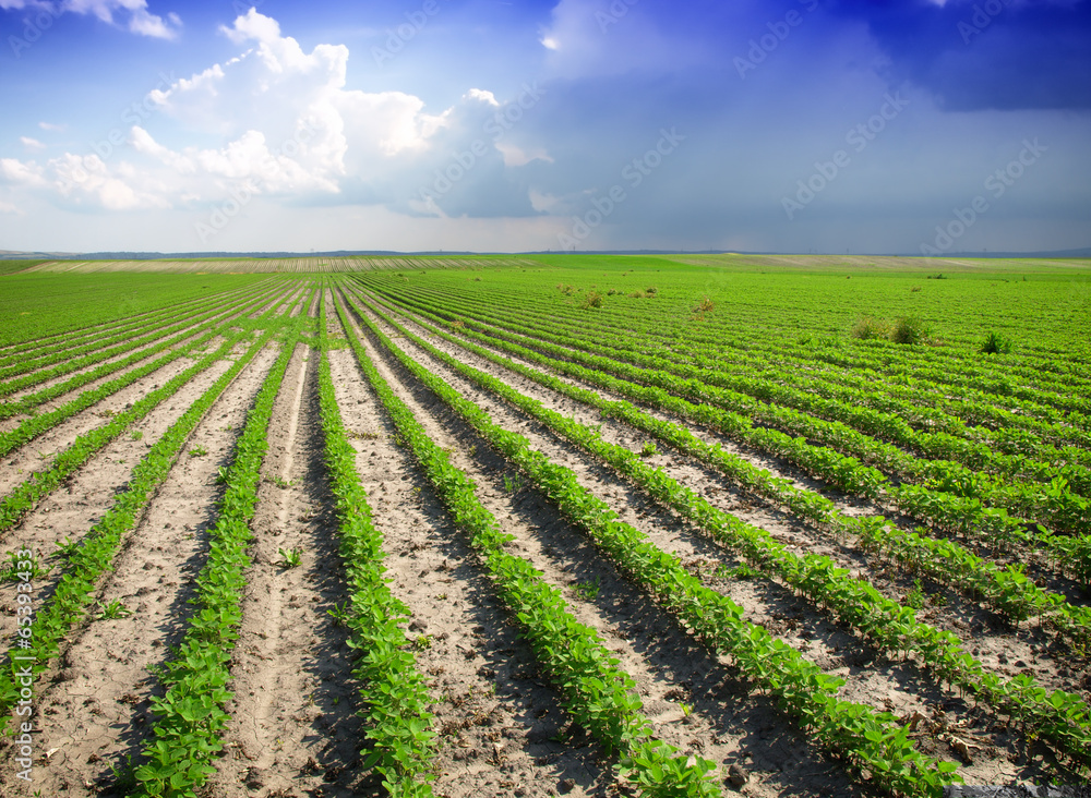 Soybean Field Rows in summer