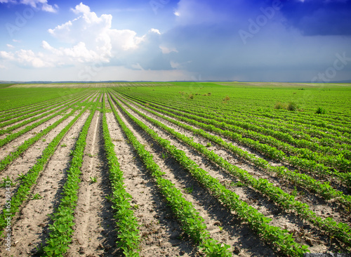 Soybean Field Rows in summer