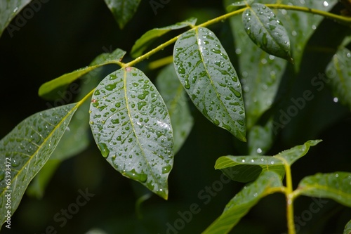 Leaves