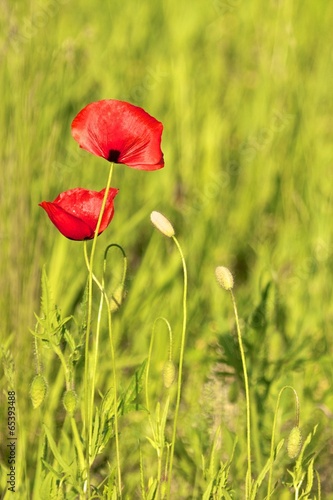 Red Poppy on a meadow 2
