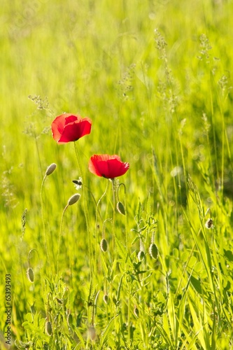 Red Poppy on a meadow