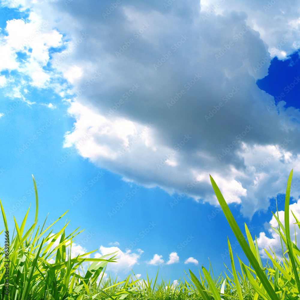 green nature background at summer green nature background at summer