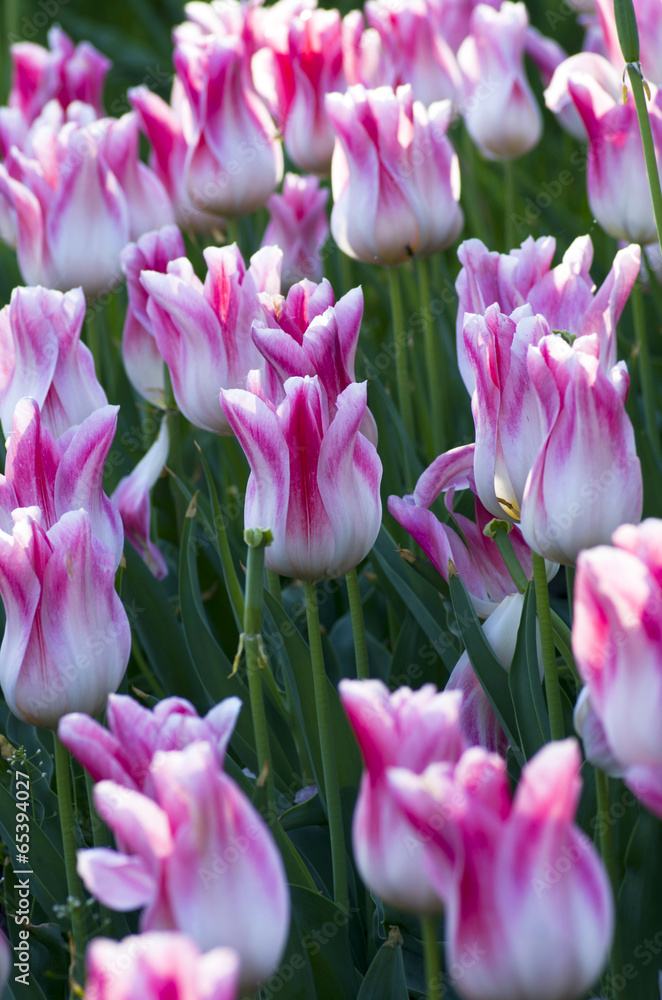 Obraz premium Spring background with tulips