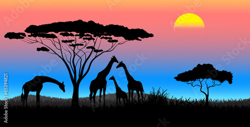 Canvas Print African savanna an evening landscape