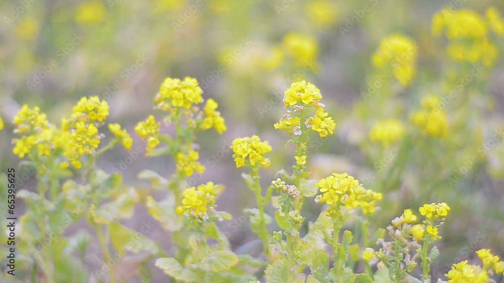 Flowers of Field mustard,in Showa Kinen Park,Tokyo,Japan Flowers of Field mustard,in Showa Kinen Park,Tokyo,Japan