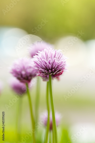 purple flowers