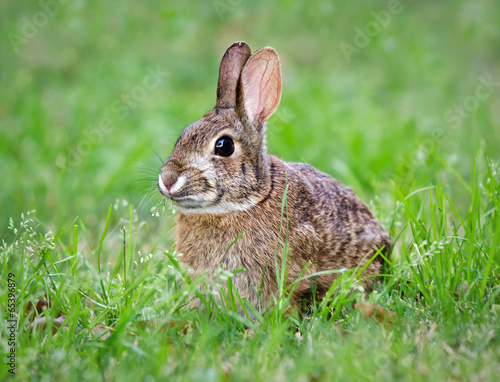Young Cottontail bunny rabbit munching grass in the garden © leekris