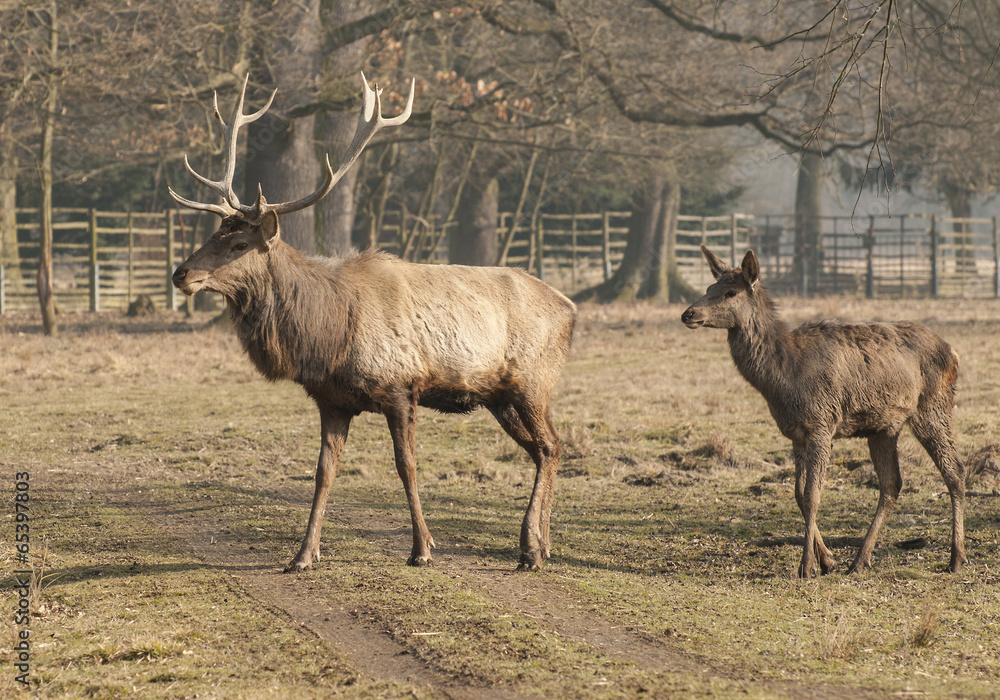 Obraz premium Red deer
