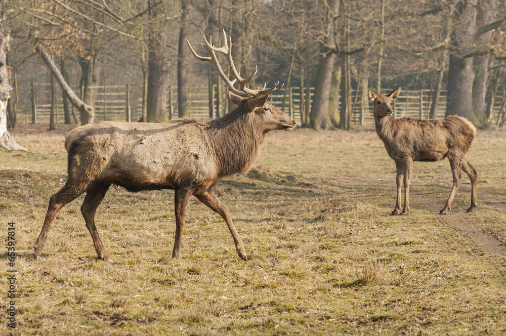 Fototapeta premium Red deer