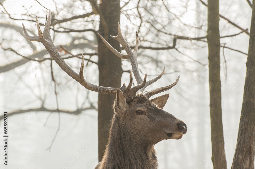 Fototapeta premium Red deer