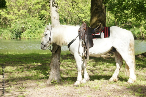 White horse with saddle tied by tree