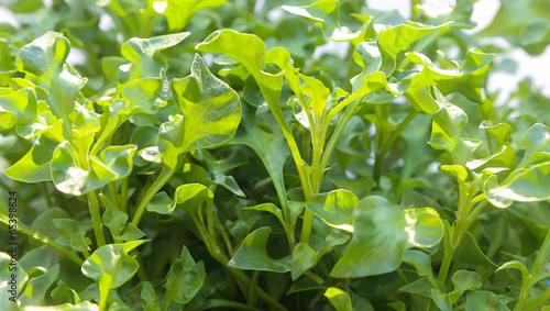 Photography Group of fresh watercress