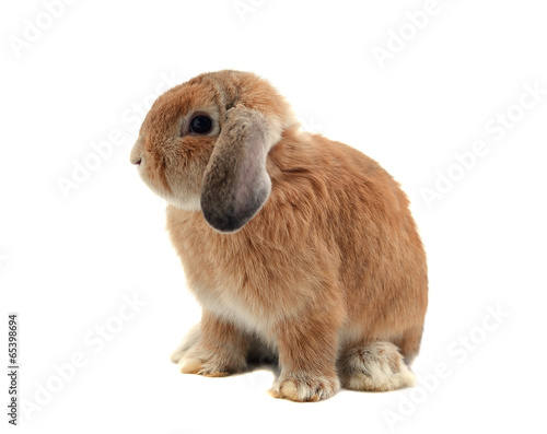 rabbit isolated on a white background