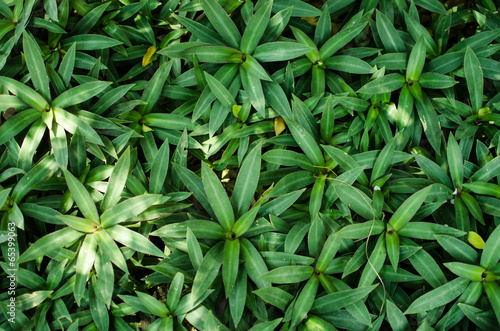 Fotografie, Tablou green plant