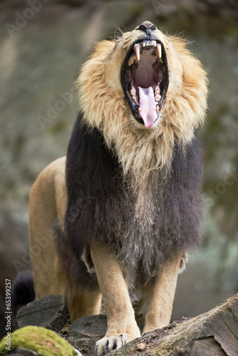 Fototapeta Naklejka Na Ścianę i Meble -  Löwe