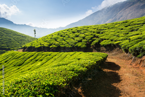 Fotografía Tea plantations