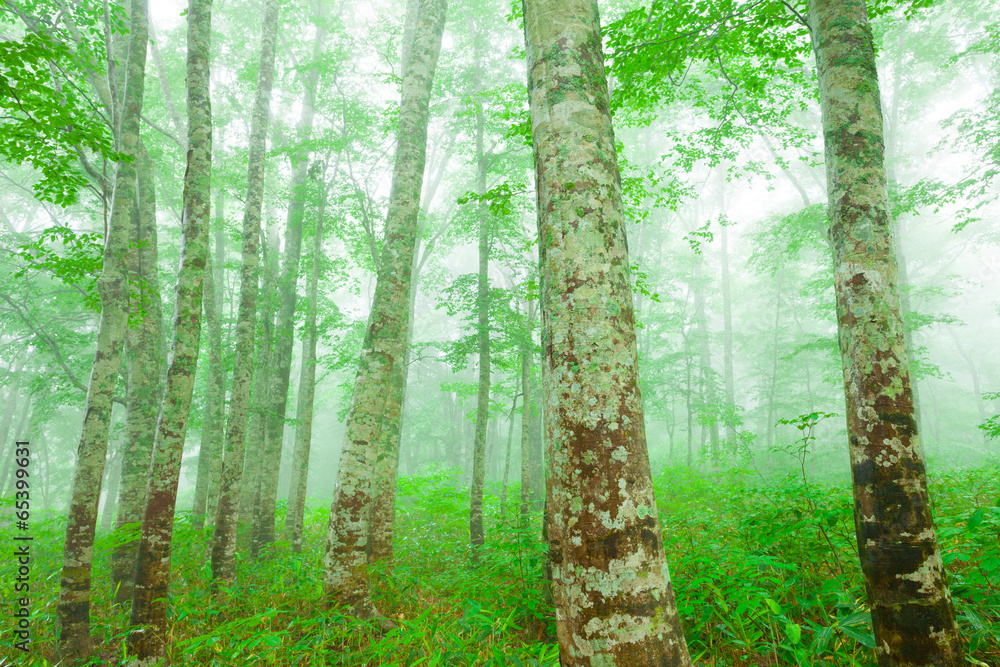 Obraz premium ブナの森