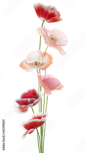 Fototapeta Naklejka Na Ścianę i Meble -  poppy