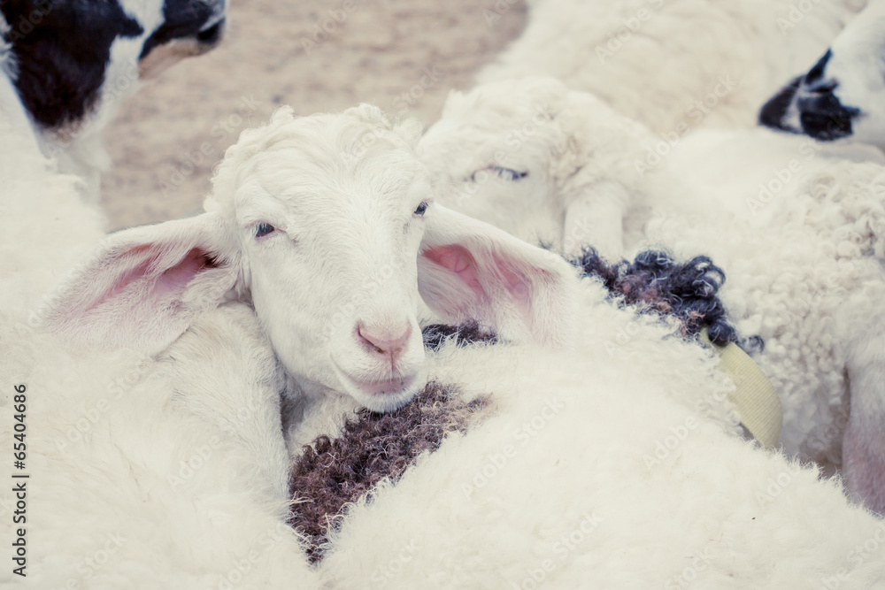 Sheep Family Livestock on a Farm with Young Lambs Sheep Family Livestock on a Farm with Young Lambs